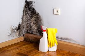 Best Mold Damage Restoration  in West Conshohocken, PA